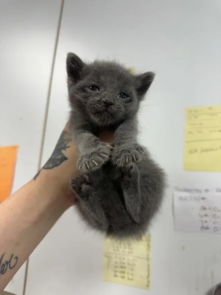 A baby small-sized male Domestic Short Hair cat named Lilo for adoption in Salisbury, MD