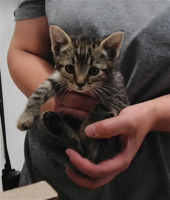 A baby small-sized male Domestic Short Hair cat named Berlioz for adoption in Albuquerque, NM