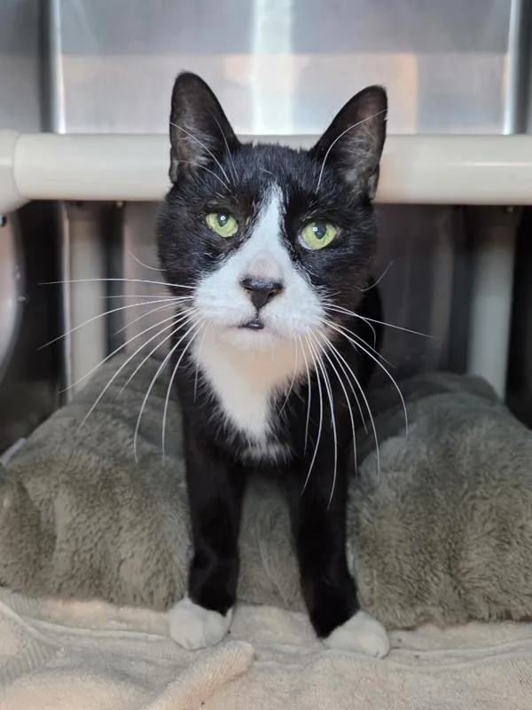 A senior medium-sized male Domestic Short Hair cat named Domino for adoption in Millersville, MD