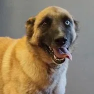An adult medium-sized male Black Husky dog named Skyler for adoption in Rapid City, SD