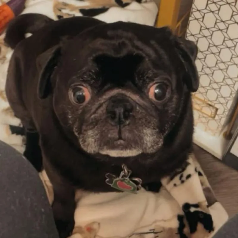 Pickle Rick thumbnail 2