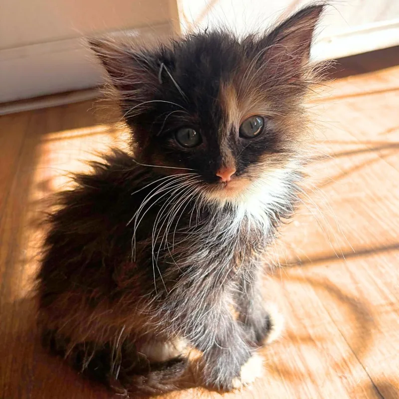 A baby small-sized female Calico Domestic Short Hair cat named Kanga for adoption in Pleasant Hill, CA