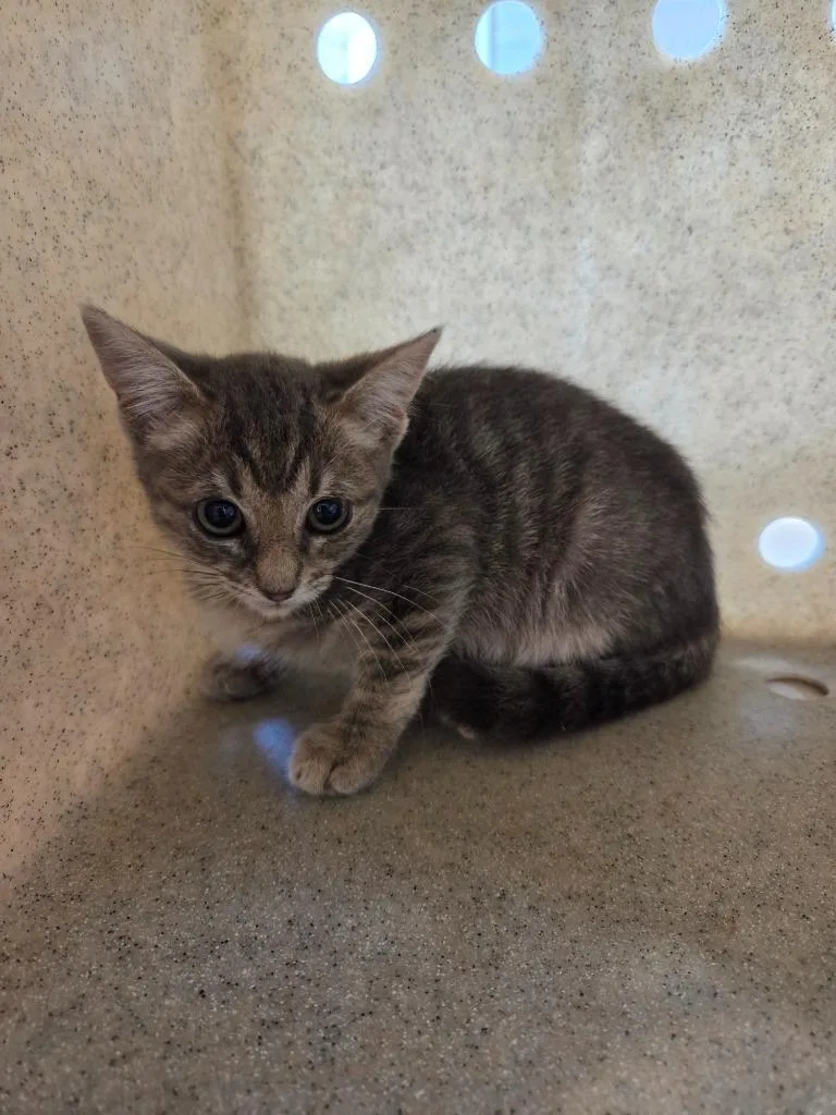 A baby small-sized female Domestic Short Hair cat named Selena for adoption in Bossier City, LA