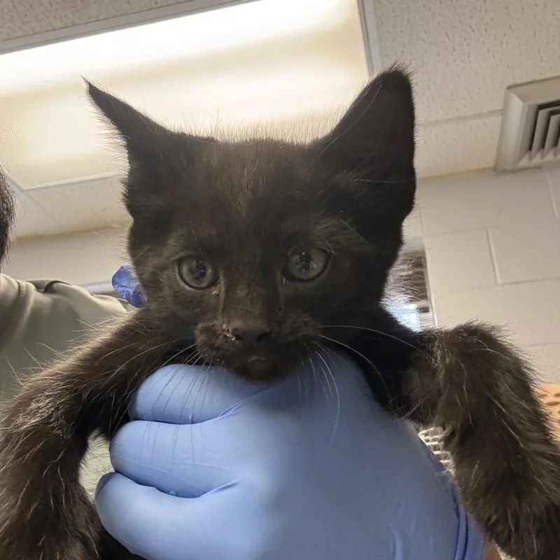 A baby small-sized male Black Domestic Short Hair cat named Sushi for adoption in Amarillo, TX