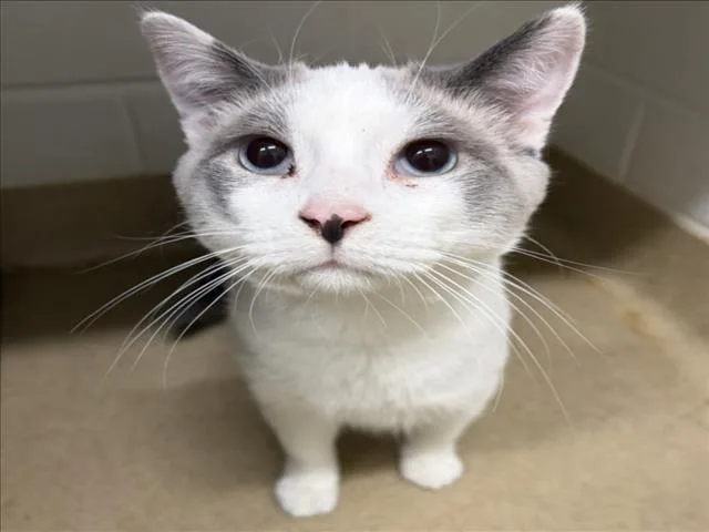 A young medium-sized male Domestic Short Hair cat named Stewie for adoption in Derwood, MD