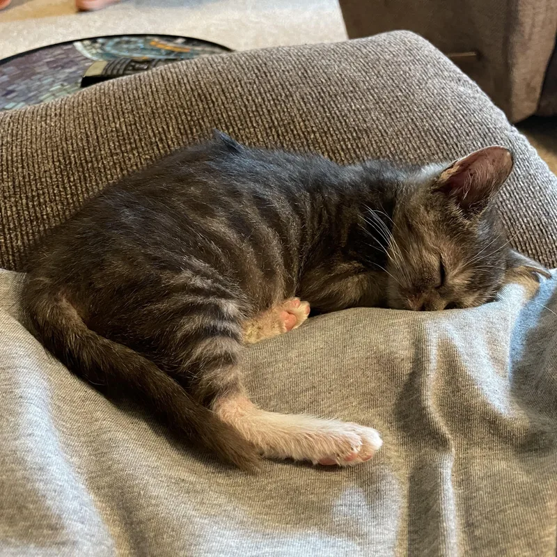 A baby medium-sized male Tabby (Gray / Blue / Silver) Domestic Short Hair cat named Yoda for adoption in Mineral Point, WI