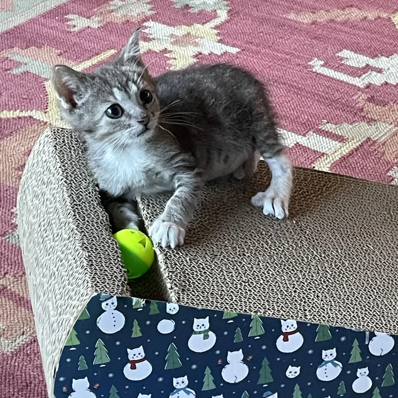 Yoda thumbnail 4