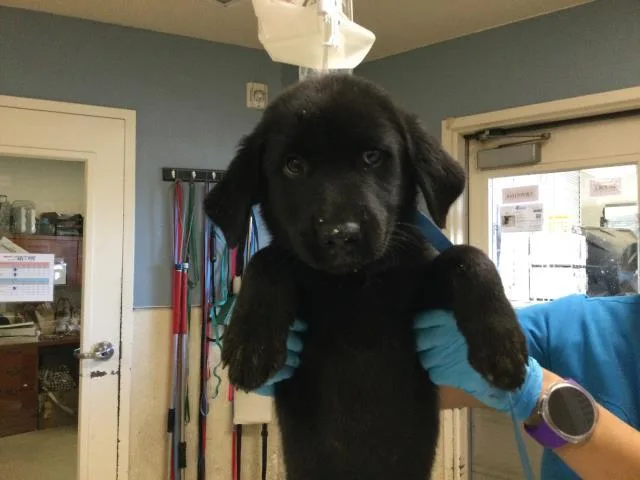 A baby small-sized female Labrador Retriever dog named Rebekah for adoption in Riverside, CA