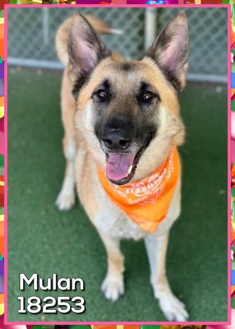 An adult large-sized female Yellow / Tan / Blond / Fawn German Shepherd Dog dog named Mulan for adoption in Marietta, GA