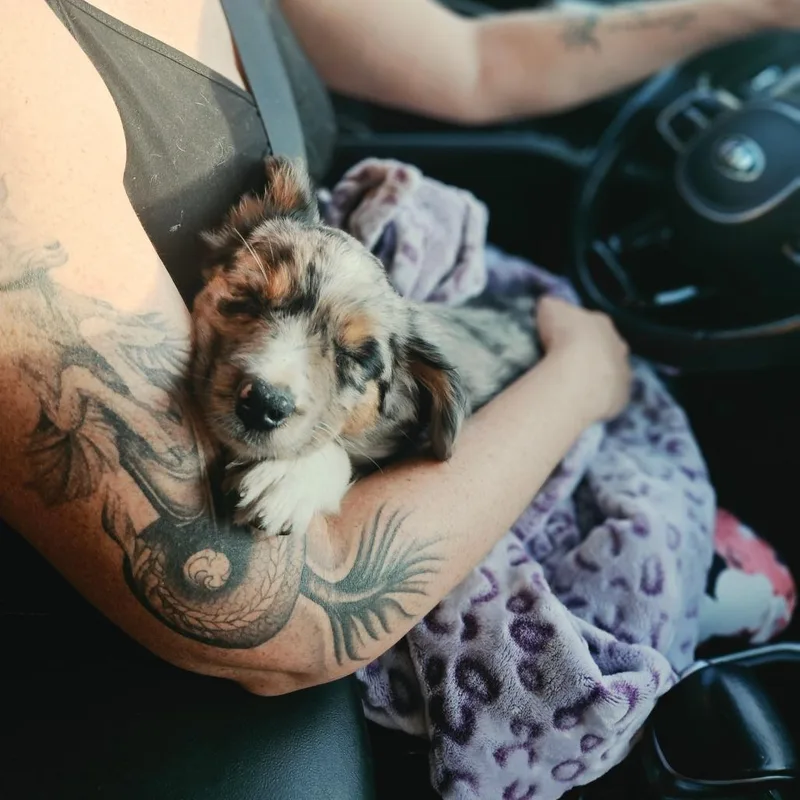 A baby medium-sized female Black Australian Shepherd dog named Jelly for adoption in Tomah, WI