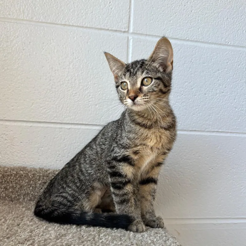A baby small-sized female Brown / Chocolate Domestic Short Hair cat named Martingale for adoption in South Elgin, IL