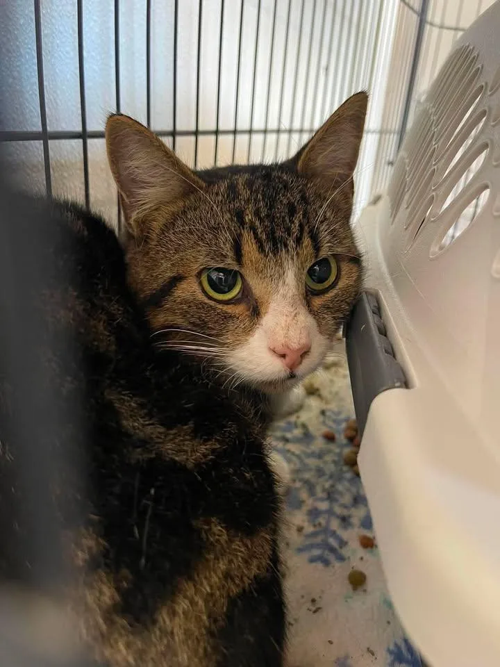An adult medium-sized male Tabby (Brown / Chocolate) Domestic Short Hair cat named Scratch for adoption in Winthrop, ME
