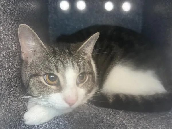 An adult medium-sized male Domestic Short Hair cat named Sailor Boy for adoption in New York, NY