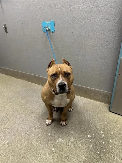 An adult large-sized male American Bulldog dog named Spike for adoption in Las Vegas, NV