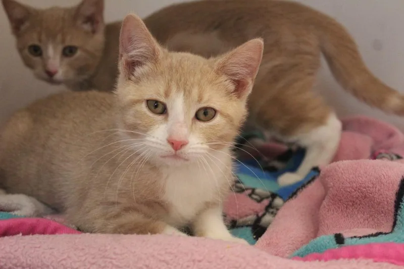 A baby medium-sized male Orange & White Domestic Short Hair cat named Fiddlesticks for adoption in Chestertown, MD