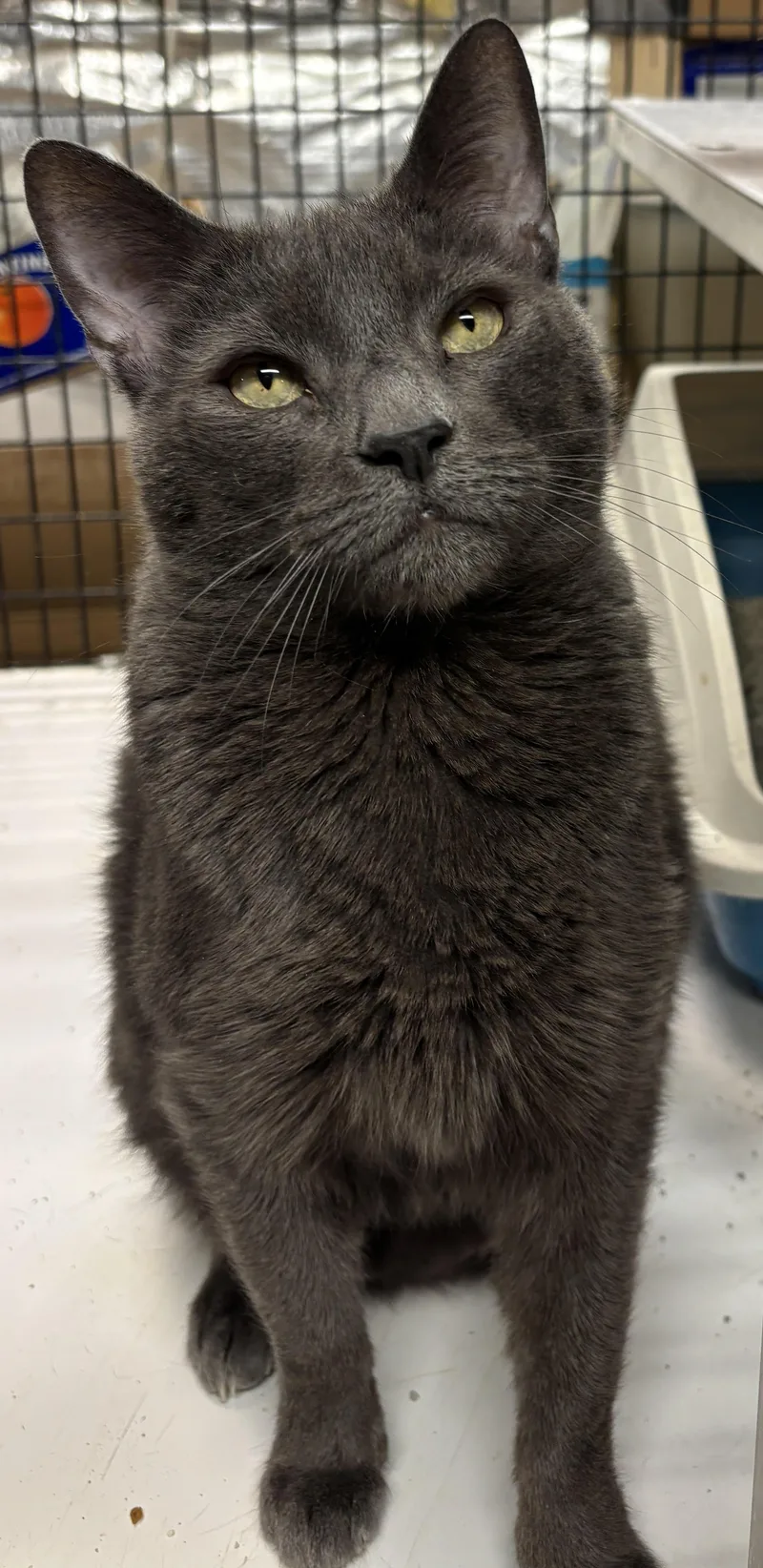 An adult large-sized male Gray / Blue / Silver Domestic Short Hair cat named Rebel for adoption in Centreville, VA