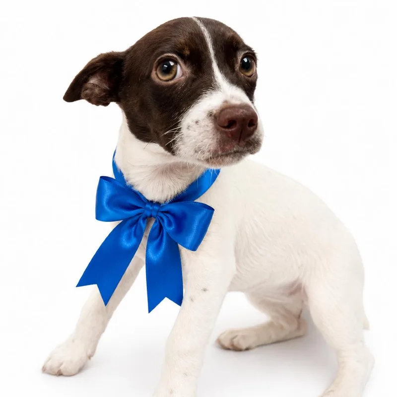 A baby medium-sized male Brown / Chocolate Mixed Breed dog named Velociraptor for adoption in Columbiana, AL