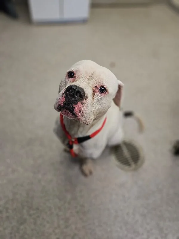 An adult large-sized male American Staffordshire Terrier dog named Chomper for adoption in Disputanta, VA