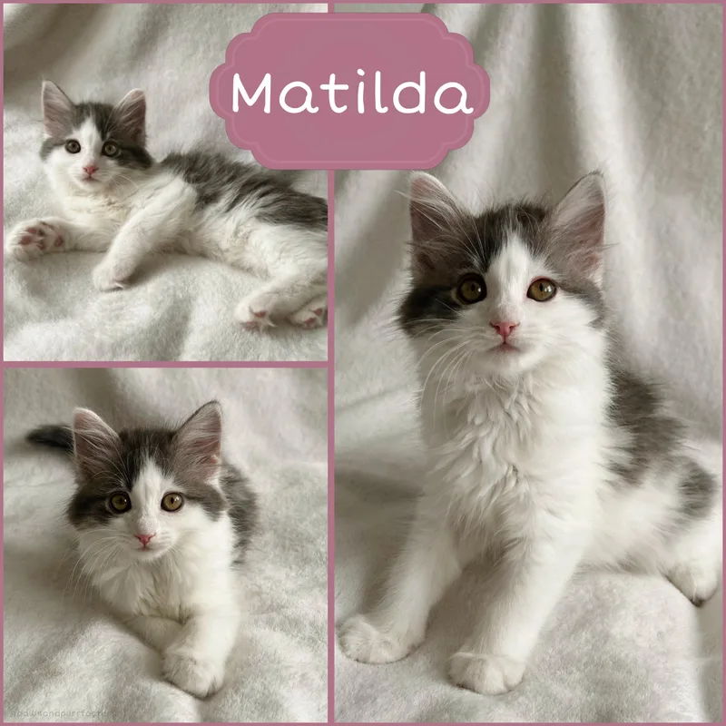A baby medium-sized female Gray & White Domestic Long Hair cat named Matilda for adoption in Oakley, CA