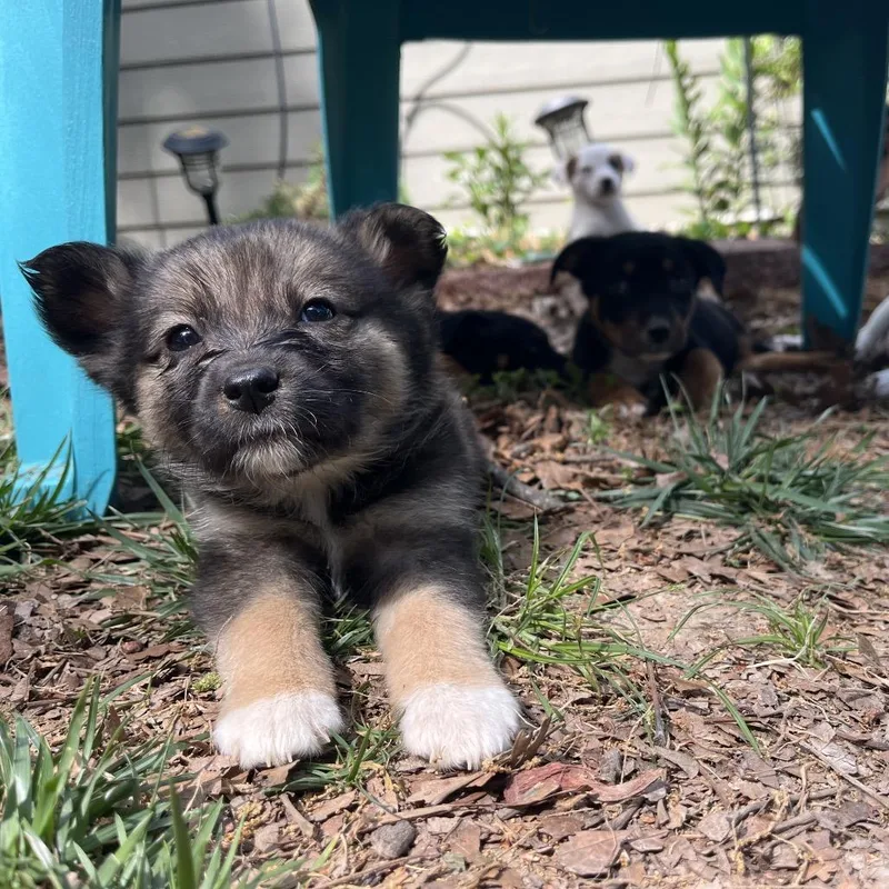 A baby small-sized female Apricot / Beige Australian Shepherd dog named Chuckie for adoption in Rossville, GA