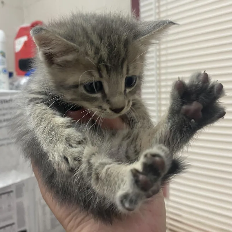 A baby small-sized female Gray / Blue / Silver Domestic Short Hair cat named Bitty for adoption in Ardmore, OK