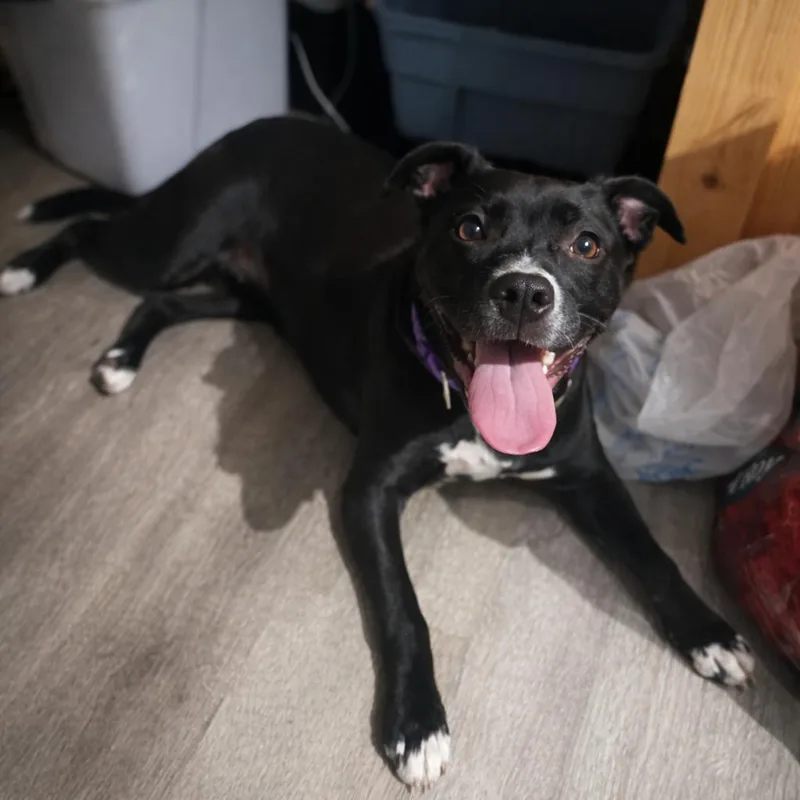 Bea