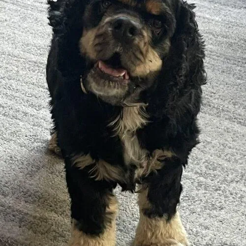 A young medium-sized male Cocker Spaniel dog named Charlie C for adoption in Parker, CO