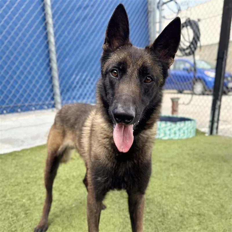 An adult medium-sized male Black Belgian Shepherd / Malinois dog named Johnny Utah for adoption in Hawthorne, CA