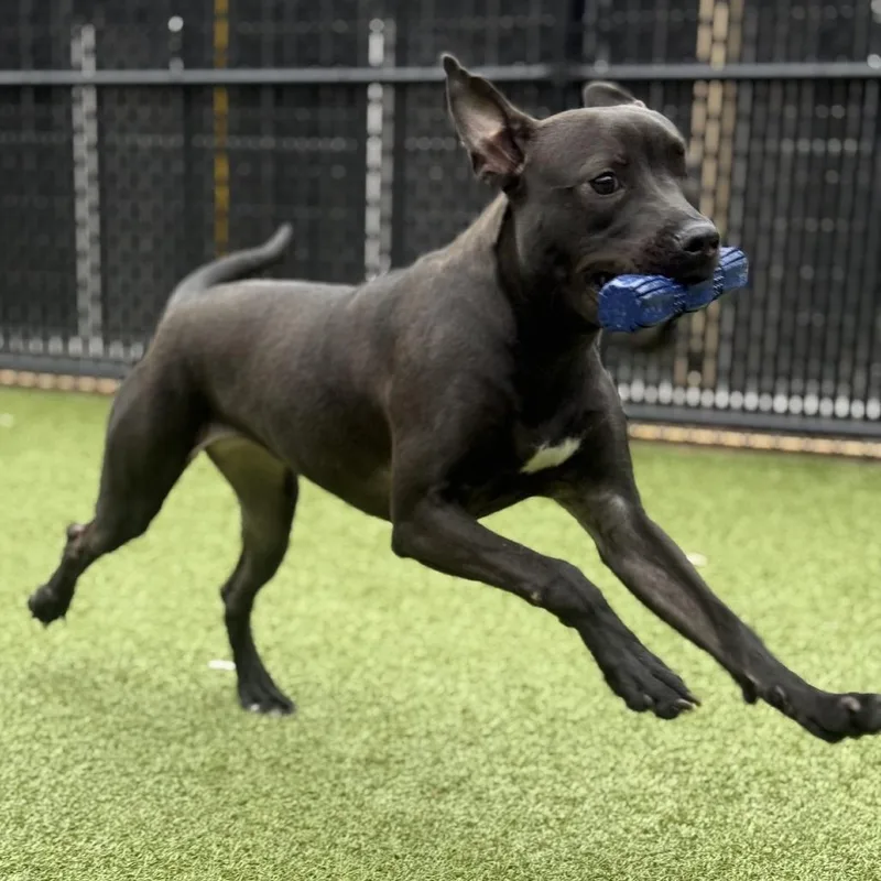 A young medium-sized female Black Pit Bull Terrier dog named Verde for adoption in Greensboro, NC