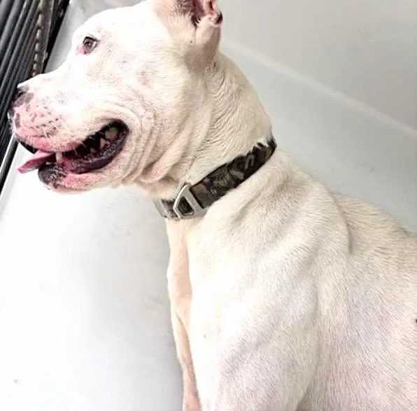 An adult large-sized male Boxer dog named A for adoption in Houston, TX