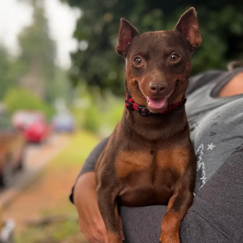 An adult small-sized male Miniature Pinscher dog named Gizmo for adoption in Bellingham, WA
