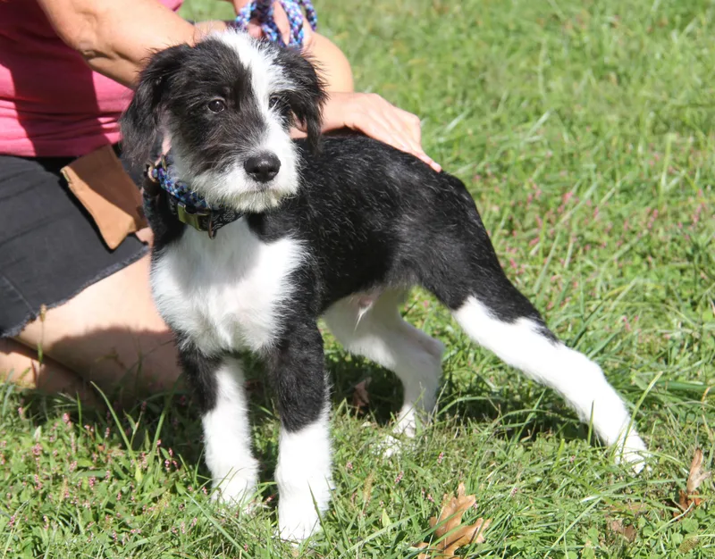 A baby medium-sized male Poodle dog named Toodles for adoption in Marietta, OH