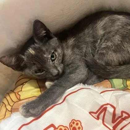 A baby small-sized female Domestic Short Hair cat named Billy for adoption in West Chester, PA