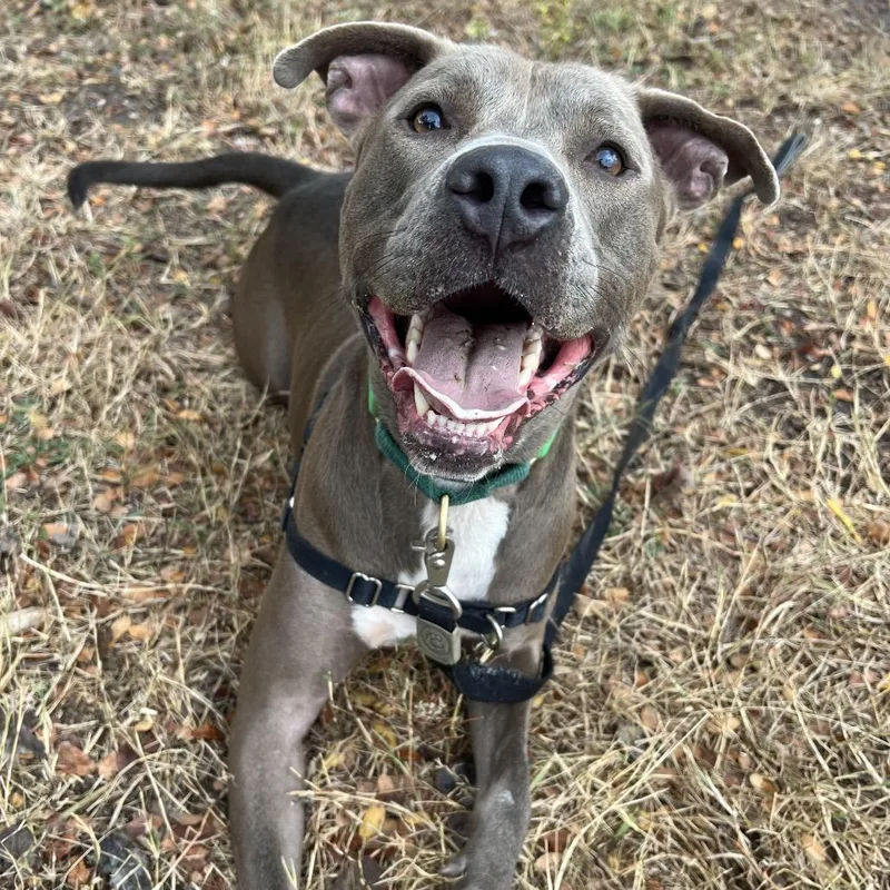 An adult large-sized male Gray / Blue / Silver Pit Bull Terrier dog named Perry for adoption in Austin, TX
