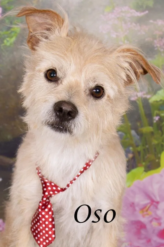 An adult small-sized male Cairn Terrier dog named Oso for adoption in Gilbert, AZ