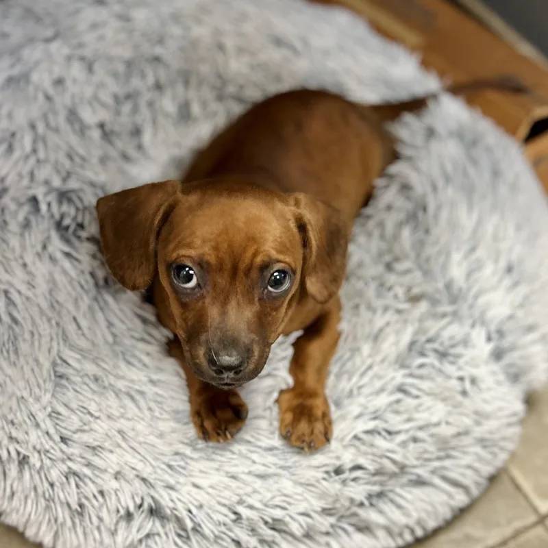 A baby small-sized female Brindle Rat Terrier dog named Jam for adoption in Seguin, TX