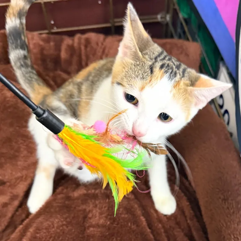 A baby small-sized female Calico Domestic Short Hair cat named Hershey for adoption in Union, MO