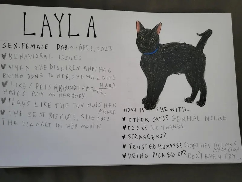 An adult medium-sized female Black Domestic Short Hair cat named Layla for adoption in Crockett, CA