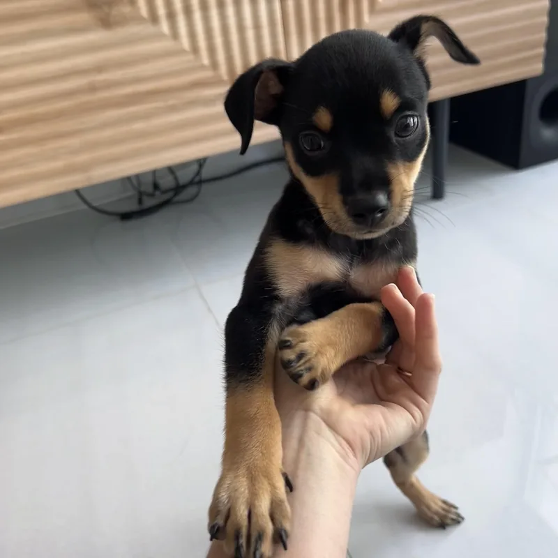 Miss Munch  The thumbnail 2