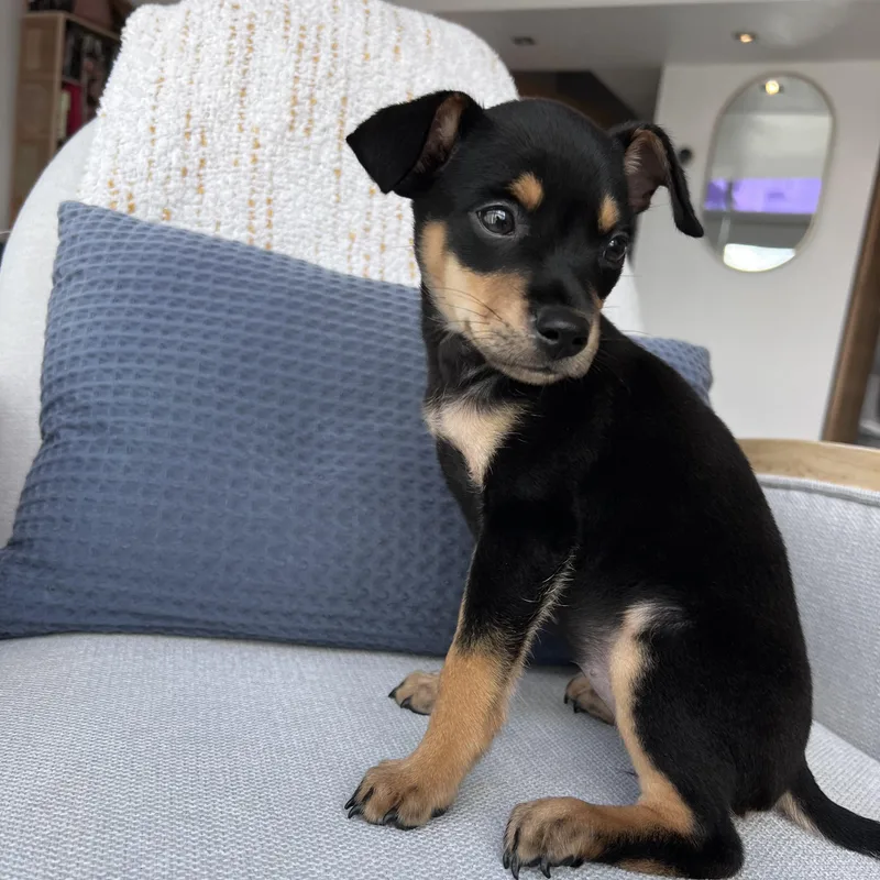 Miss Munch  The thumbnail 4