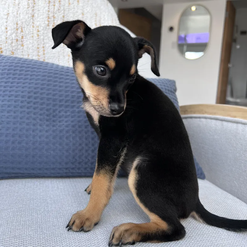 Miss Munch  The thumbnail 5