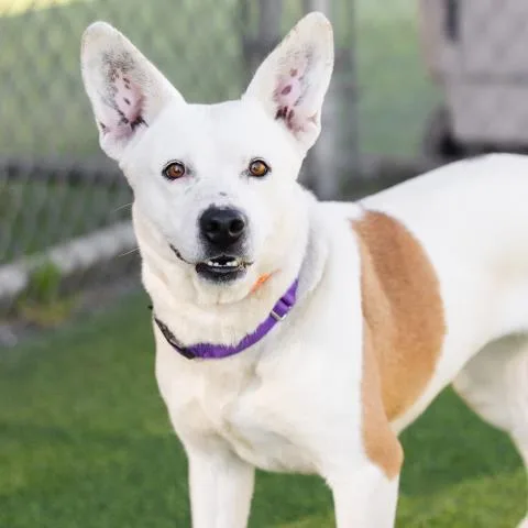 An adult medium-sized female Australian Cattle Dog / Blue Heeler dog named Moon for adoption in Camarillo, CA