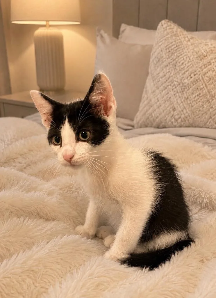 A baby medium-sized male Black Domestic Short Hair cat named Bandit for adoption in Amery, WI