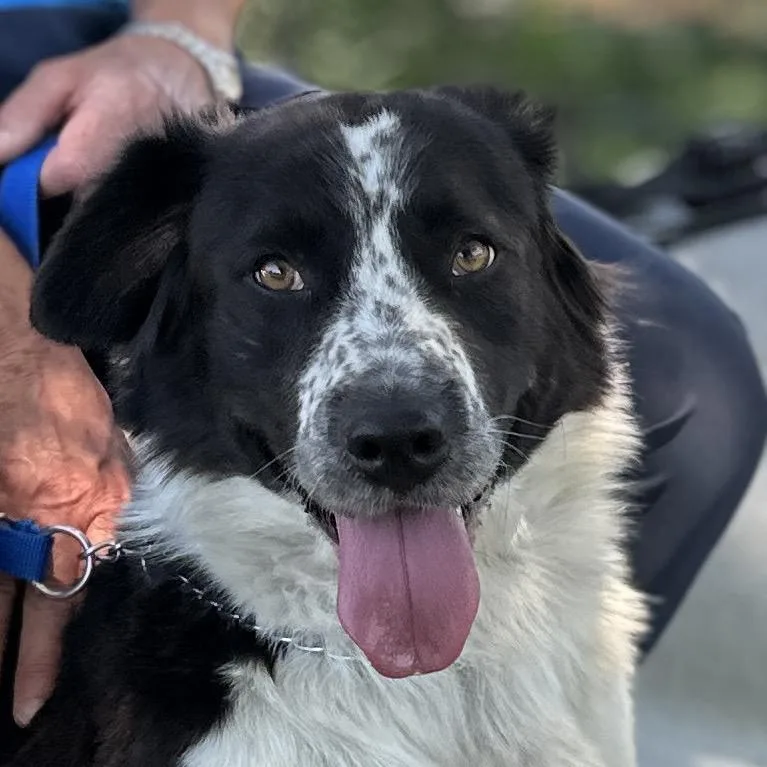 An adult medium-sized male Gray / Blue / Silver Cattle Dog dog named Buddy ECAS for adoption in Pleasanton, CA