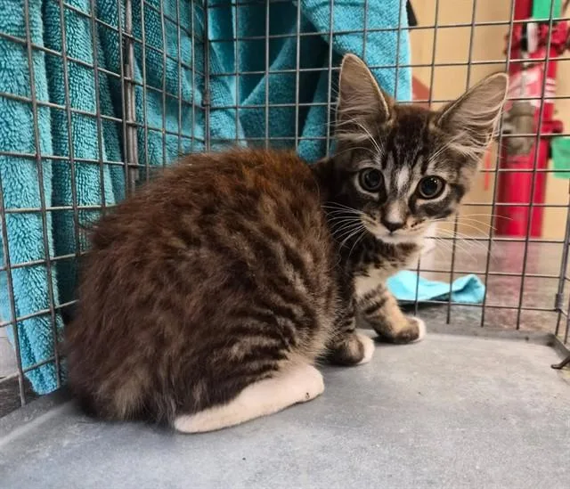 A baby small-sized female Domestic Short Hair cat named Kate for adoption in Fort Myers, FL