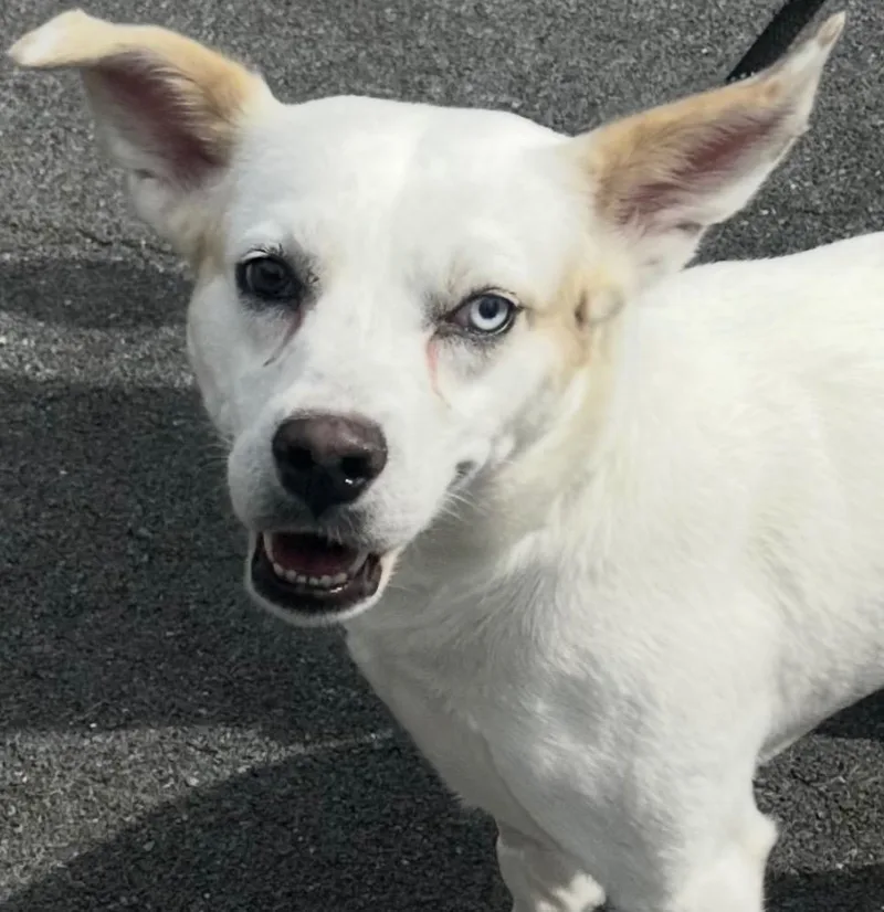 A young medium-sized male Australian Cattle Dog / Blue Heeler dog named Robin for adoption in Elizabethton, TN