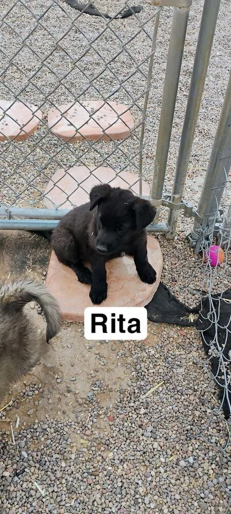 Rita