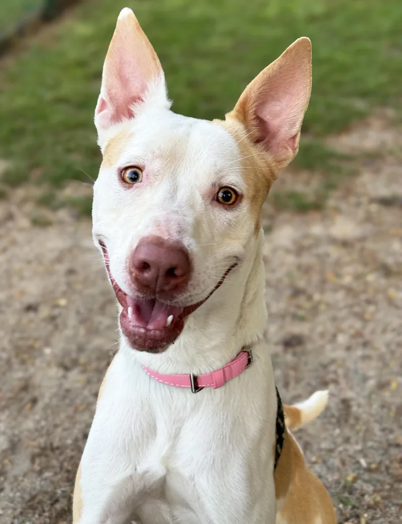 An adult medium-sized female Mixed Breed dog named Chloe for adoption in Anderson, IN