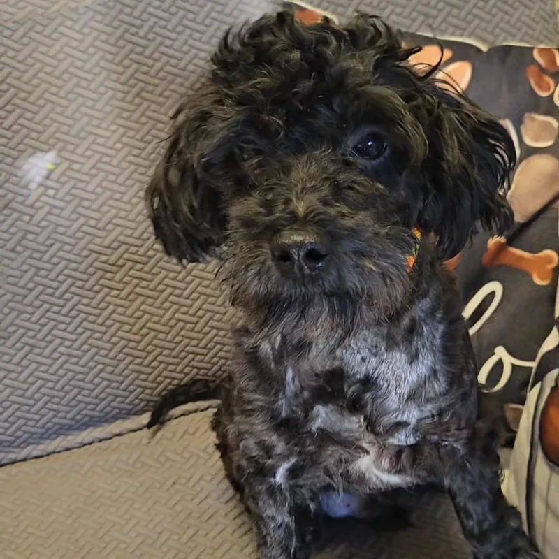 An adult small-sized male Miniature Poodle dog named Ross for adoption in Normal, IL