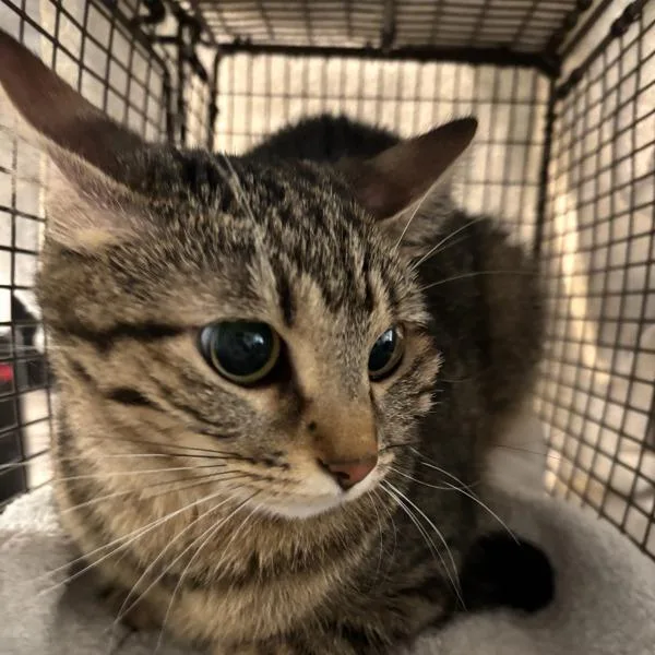 A young small-sized female Domestic Short Hair cat named Meg for adoption in Des Moines, IA